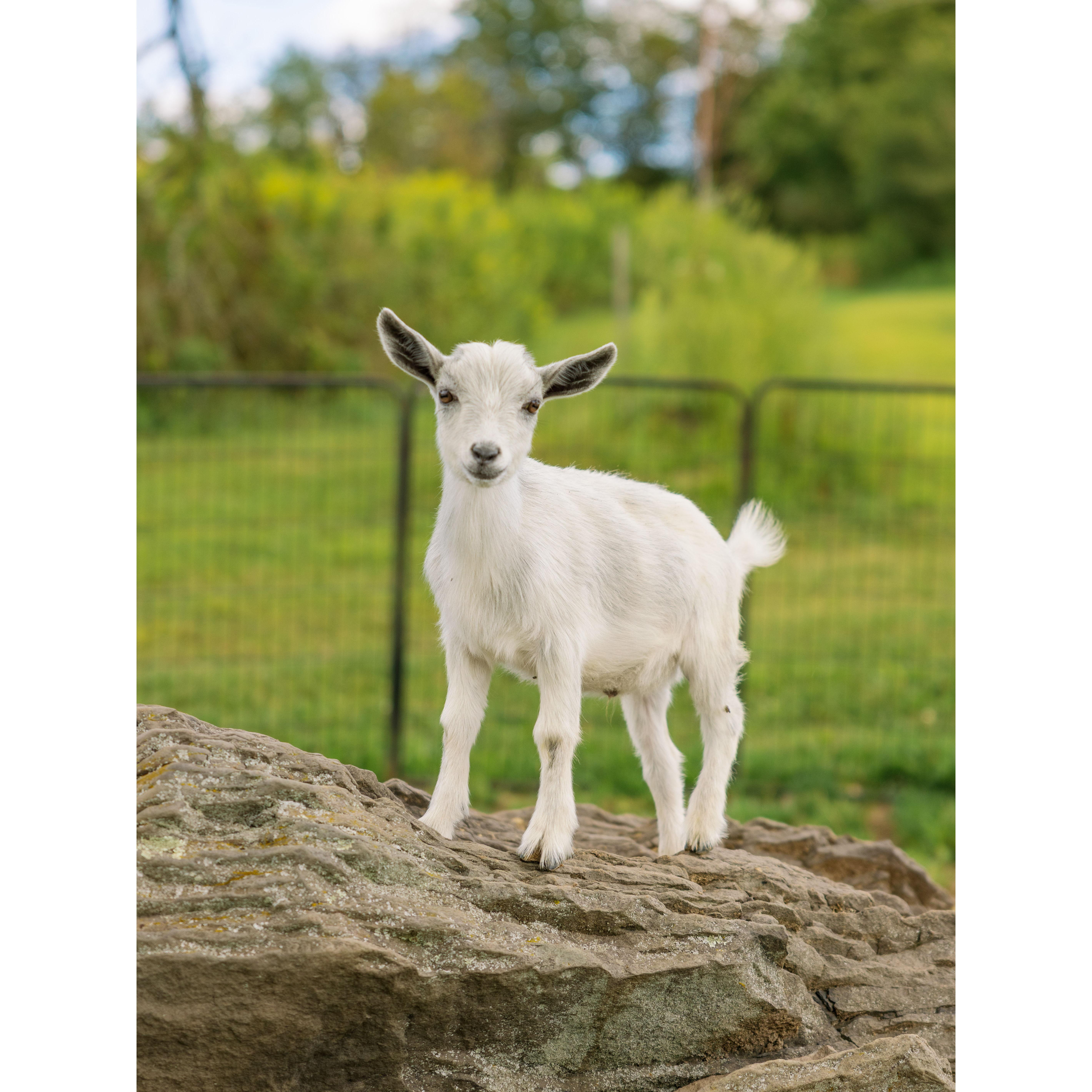 Gilbertsville Farmhouse Goat