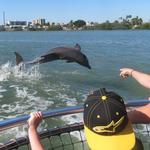 Little Toot Dolphin Adventure