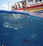 Haleiwa Shark Tours