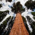 Sequoia National Park