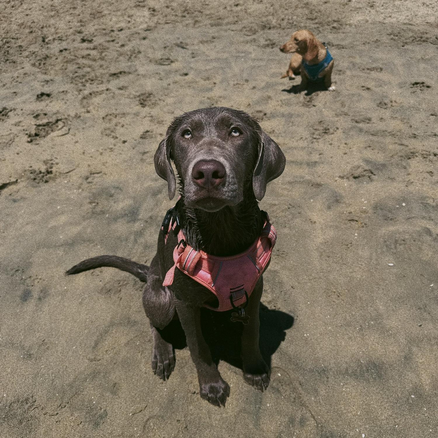 Kona