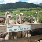 Ostrichland USA