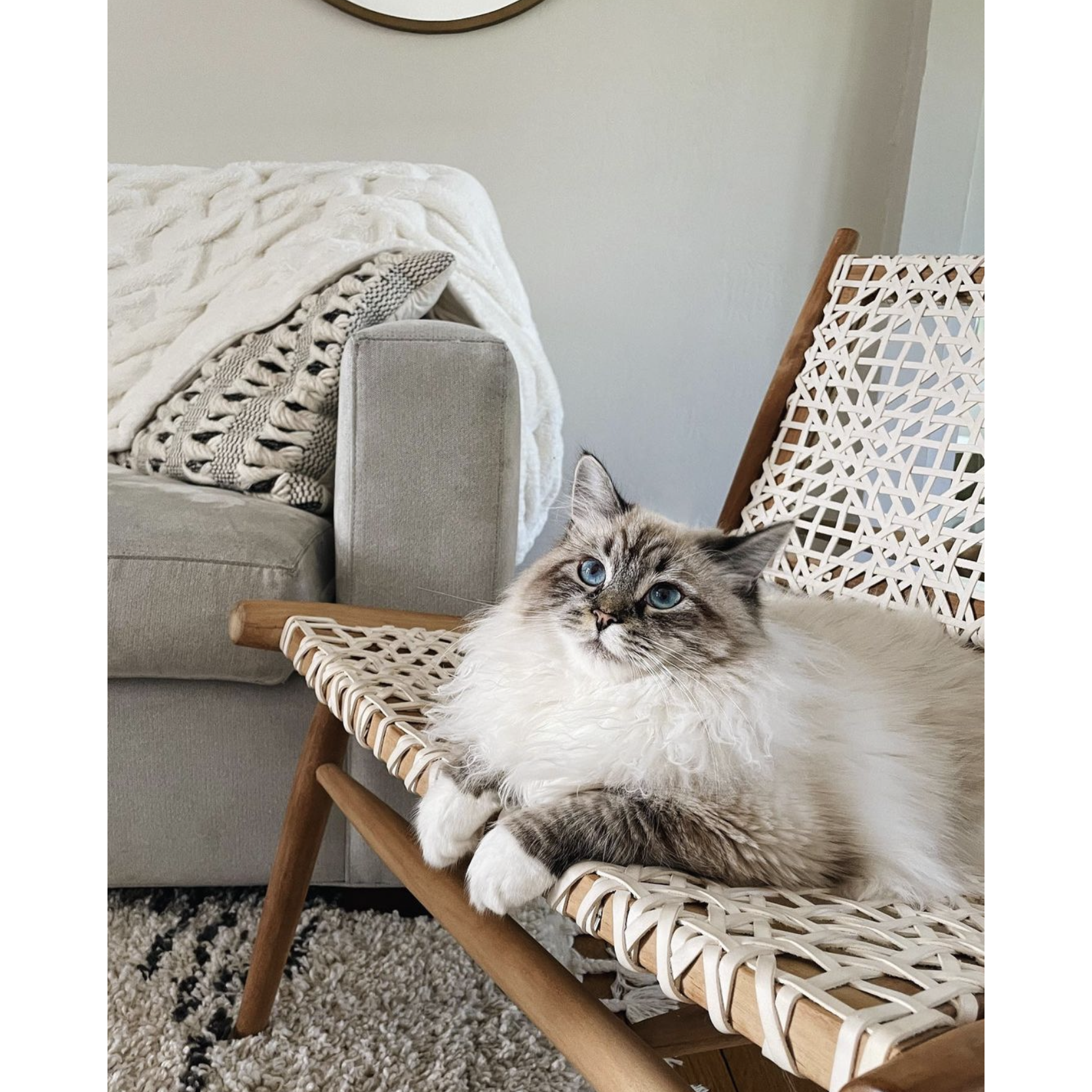 Our second born, Louishka, a Siberian forest cat