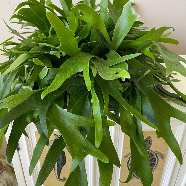 Staghorn Fern starter plant **(ALL starter plants require you to purchase any 2 plants)**