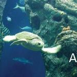 South Carolina Aquarium