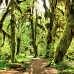 Olympic National Park
