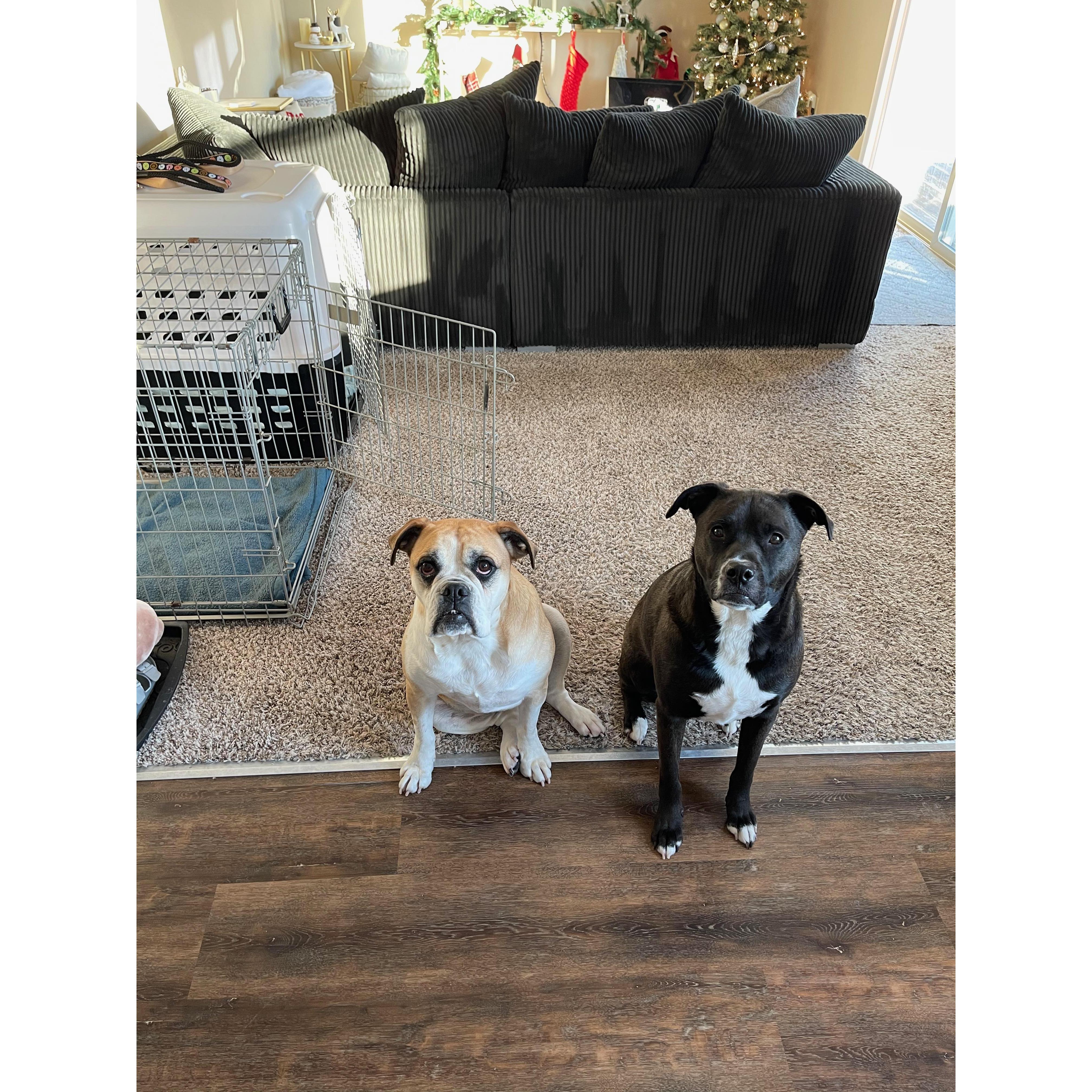 Wilbur & Gracie 2020