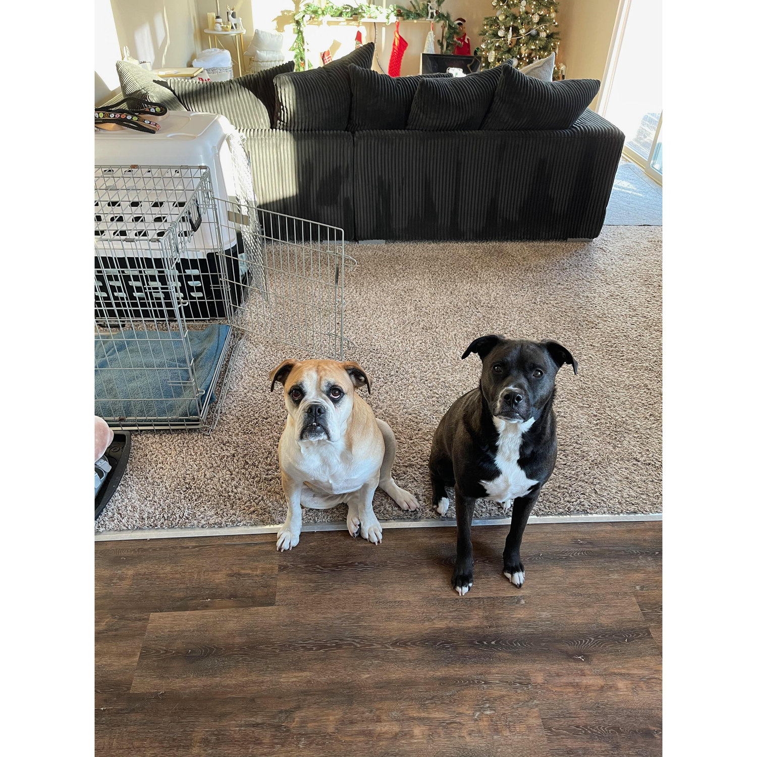 Wilbur & Gracie 2020