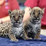 Memphis Zoo