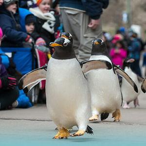 Penguins on Parade at Pittsburgh Zoo