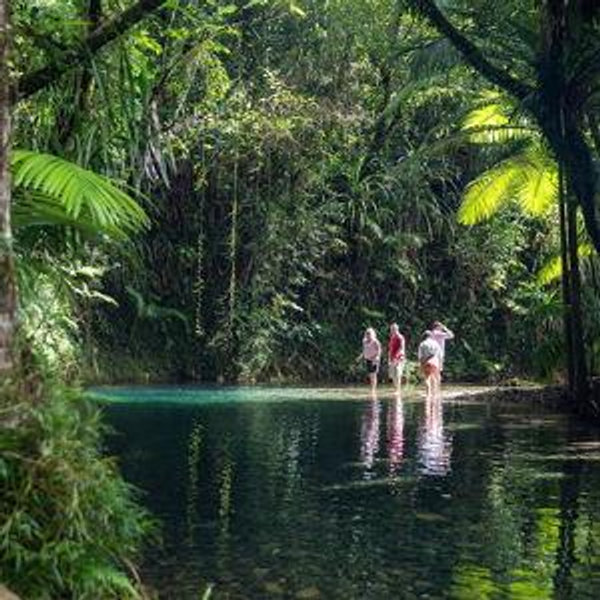 Daintree Rainforest Excrusion