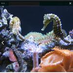Downtown Aquarium