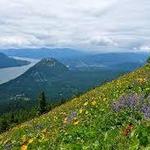 Dog Mountain Hike