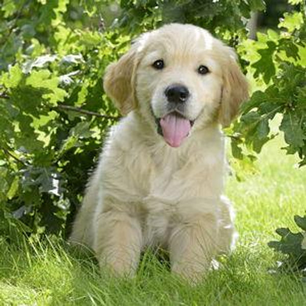 Kelsey Wants A Puppy