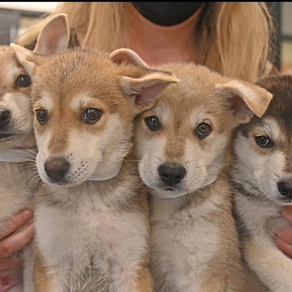 Helen Woodward Animal Center