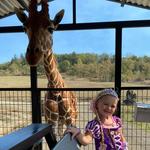 Wildlife Safari