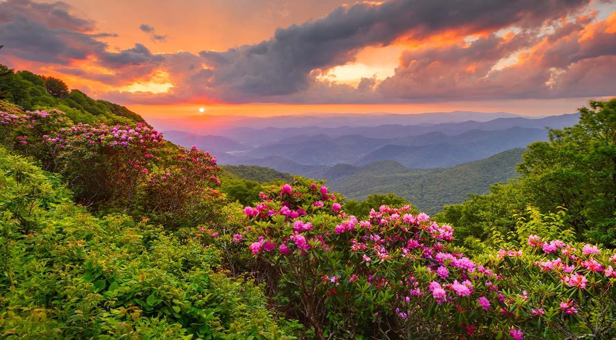 The Wedding Website of Emily Litton and Charlie Joyner