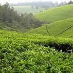 Kiambethu Tea farm