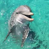 Destin Dolphin Cruise