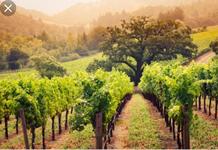 Paso Robles Wine Country