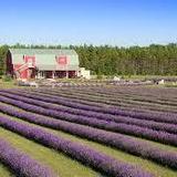 Fragrant Isle Lavender Farm & Shop