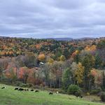 Sugarbush Farm