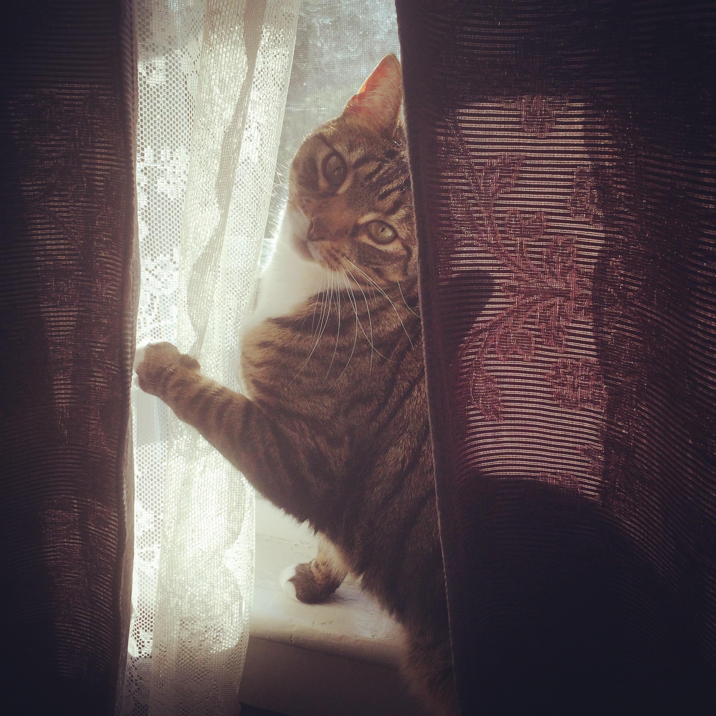 SPOT