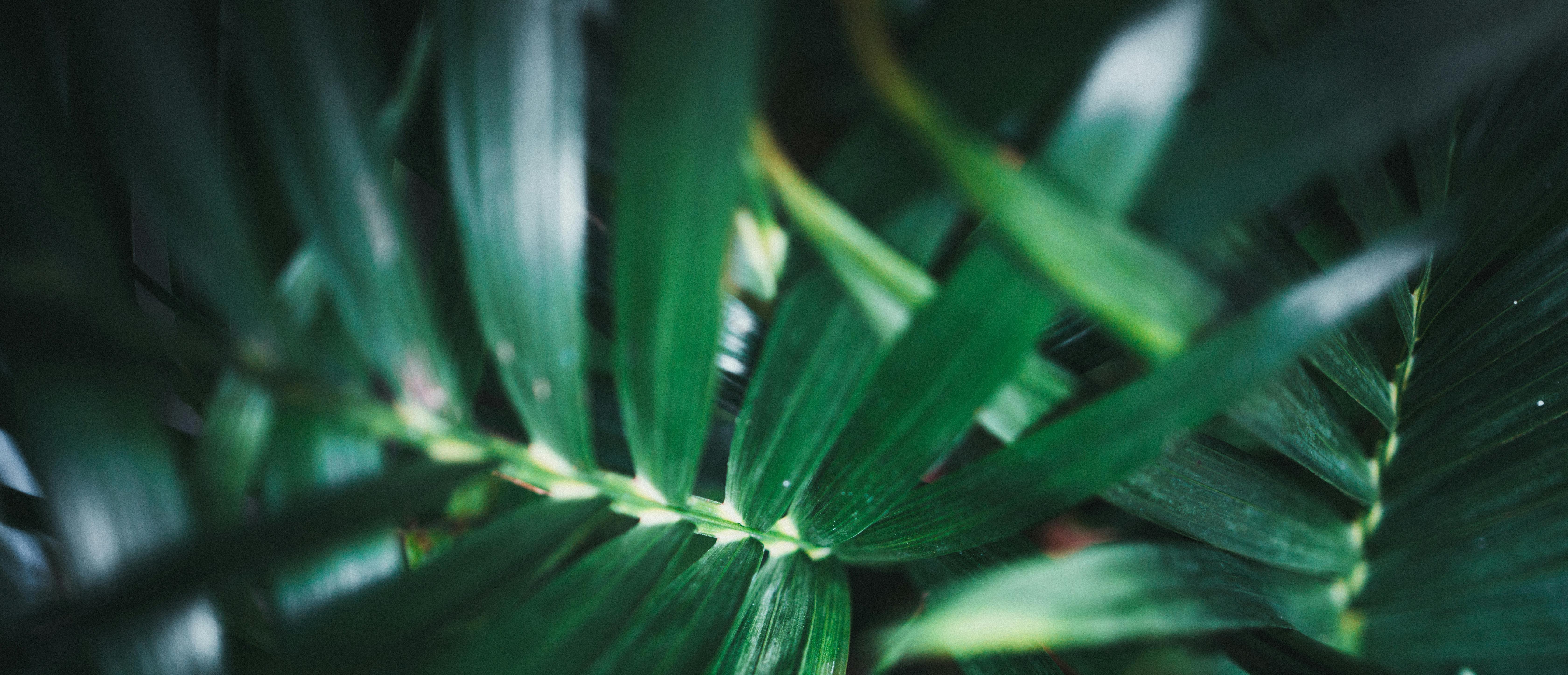 The Wedding Website of Alia Salameh and Adam Schoene