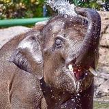Rosamond Gifford Zoo