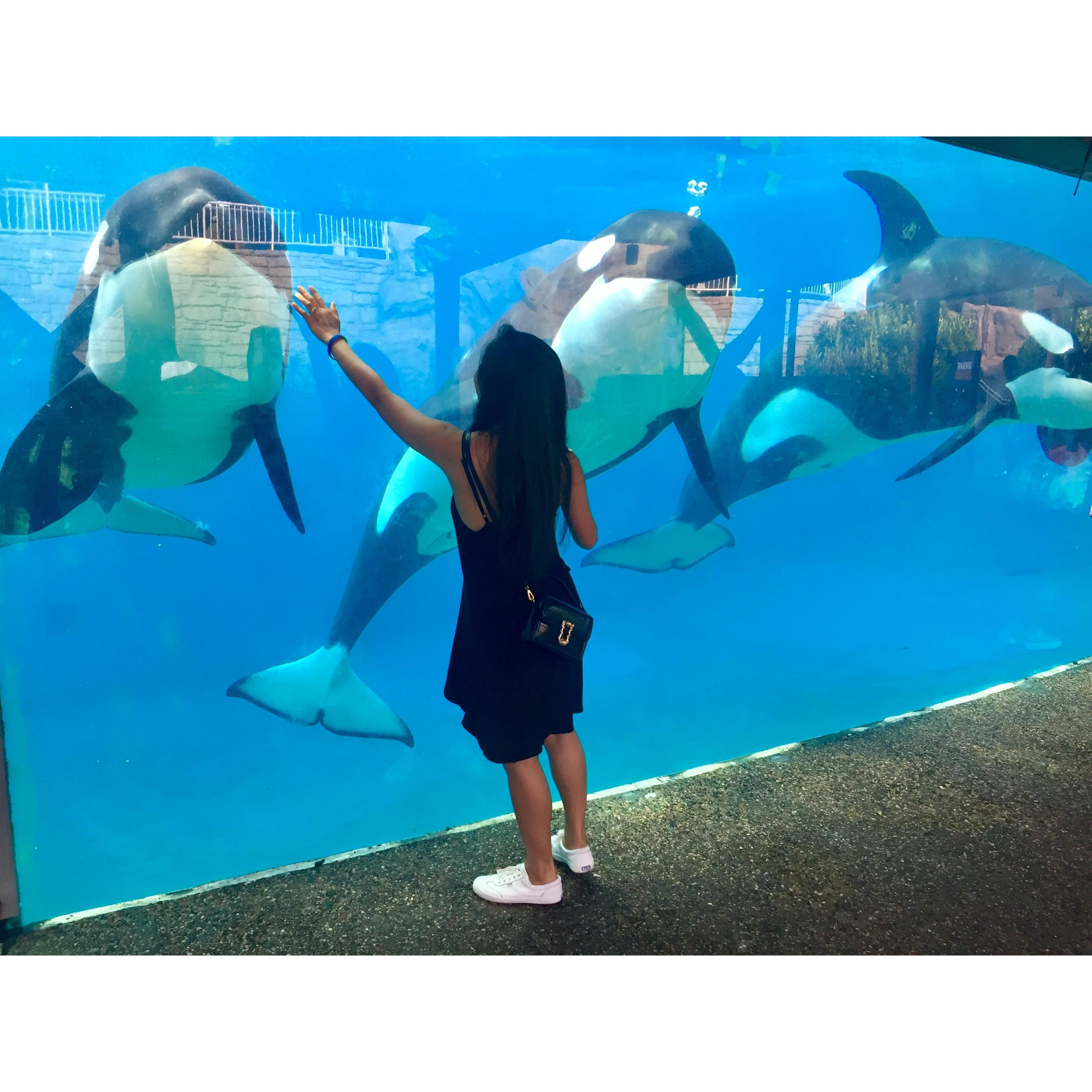 Sea World, San Diego, California, 2019
