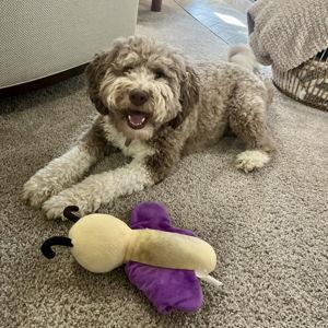 Stella's Toy Fund