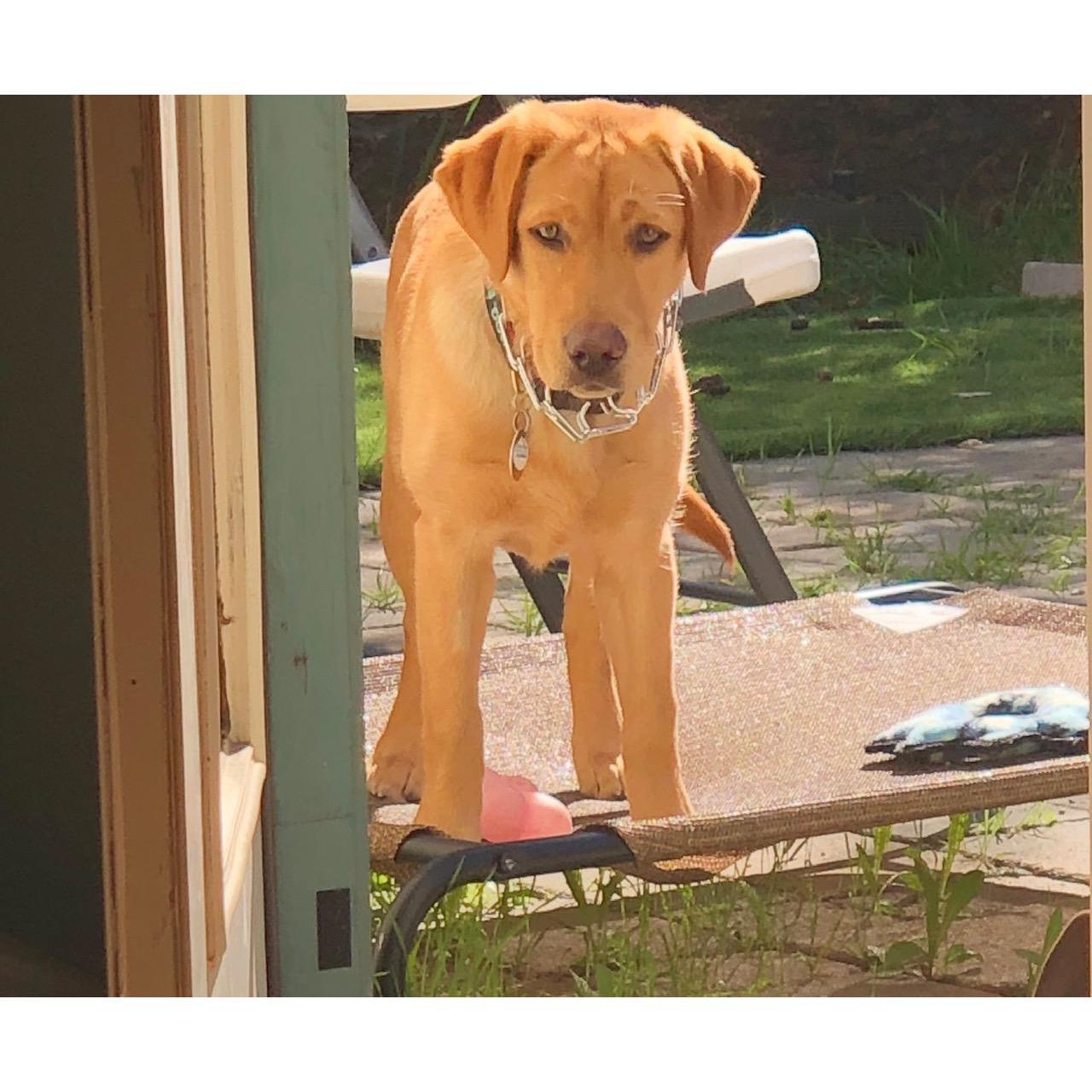 Lexee Doodle - Our Baby Girl