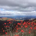 Blue Ridge Parkway: Craggy Gardens
