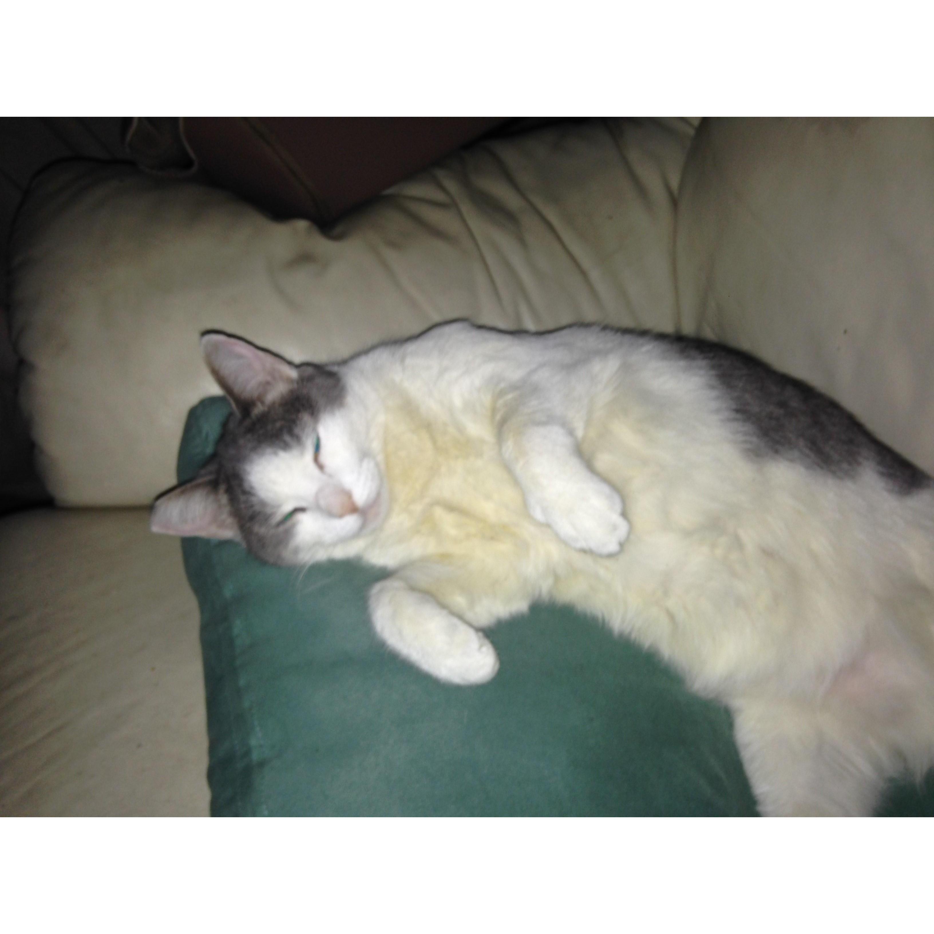 Our sweet kitty, Cleo