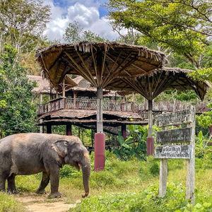 Visit Elephant Sanctuary