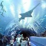Georgia Aquarium