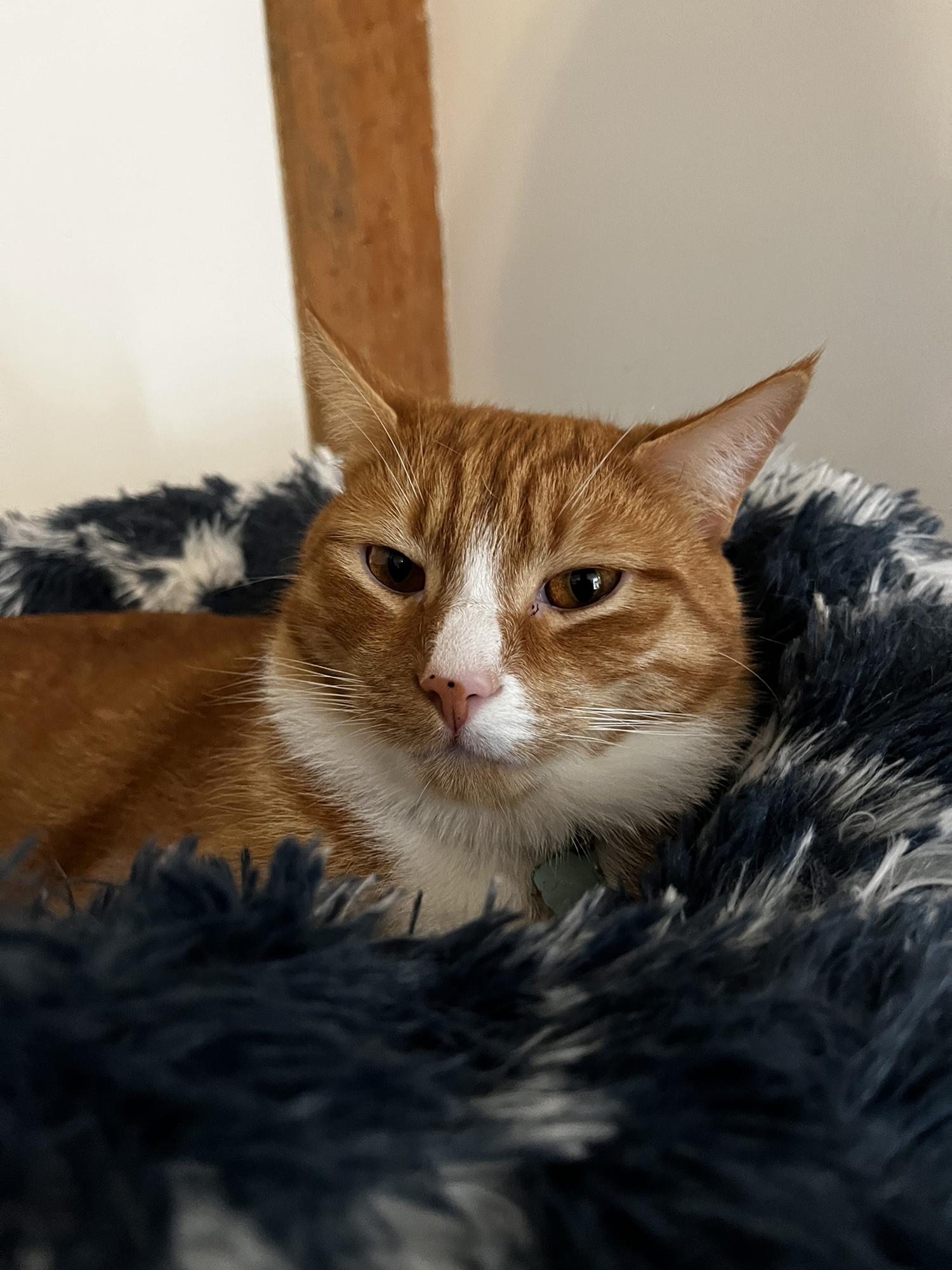Taz