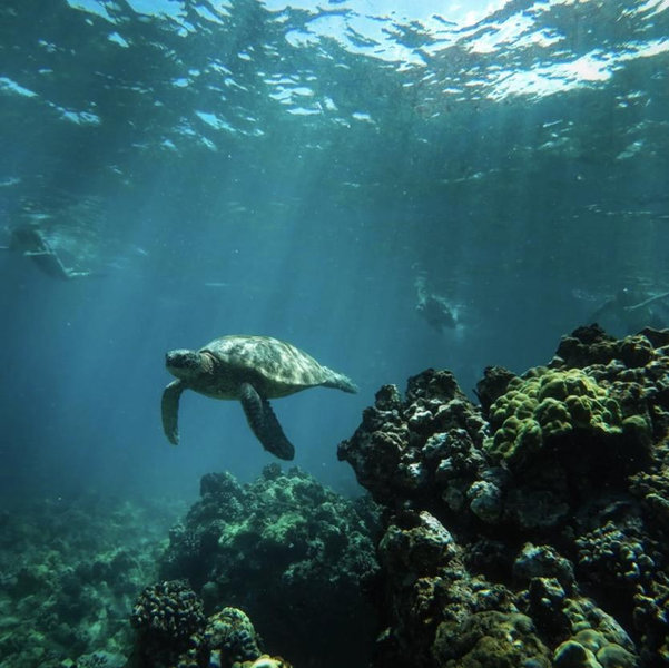 Snorkeling with Sea Turtles on our Honeymoon