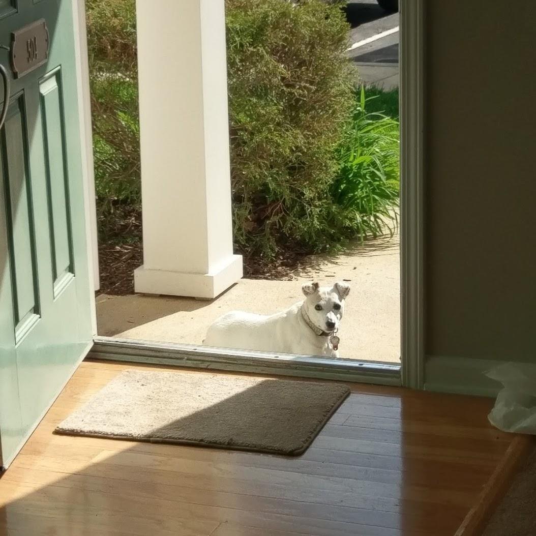 April 30, 2018: Syb sun-bathing while Kyle and I move him into his new house in Morrisville!