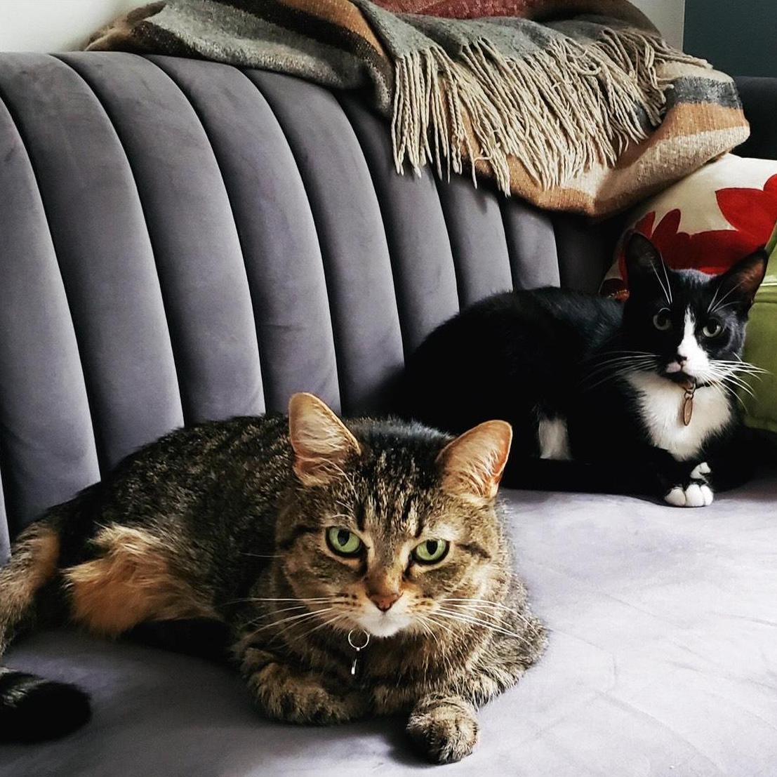 our cats