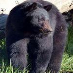 North Island Wildlife Recovery Centre