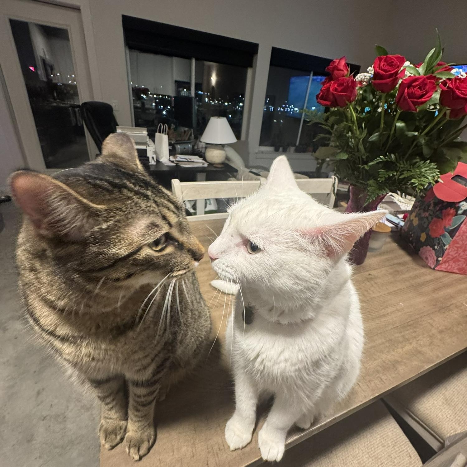 another rare photo of our babies being sweet to each other 🥹