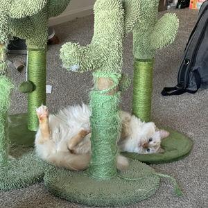 New Cat Cactuses