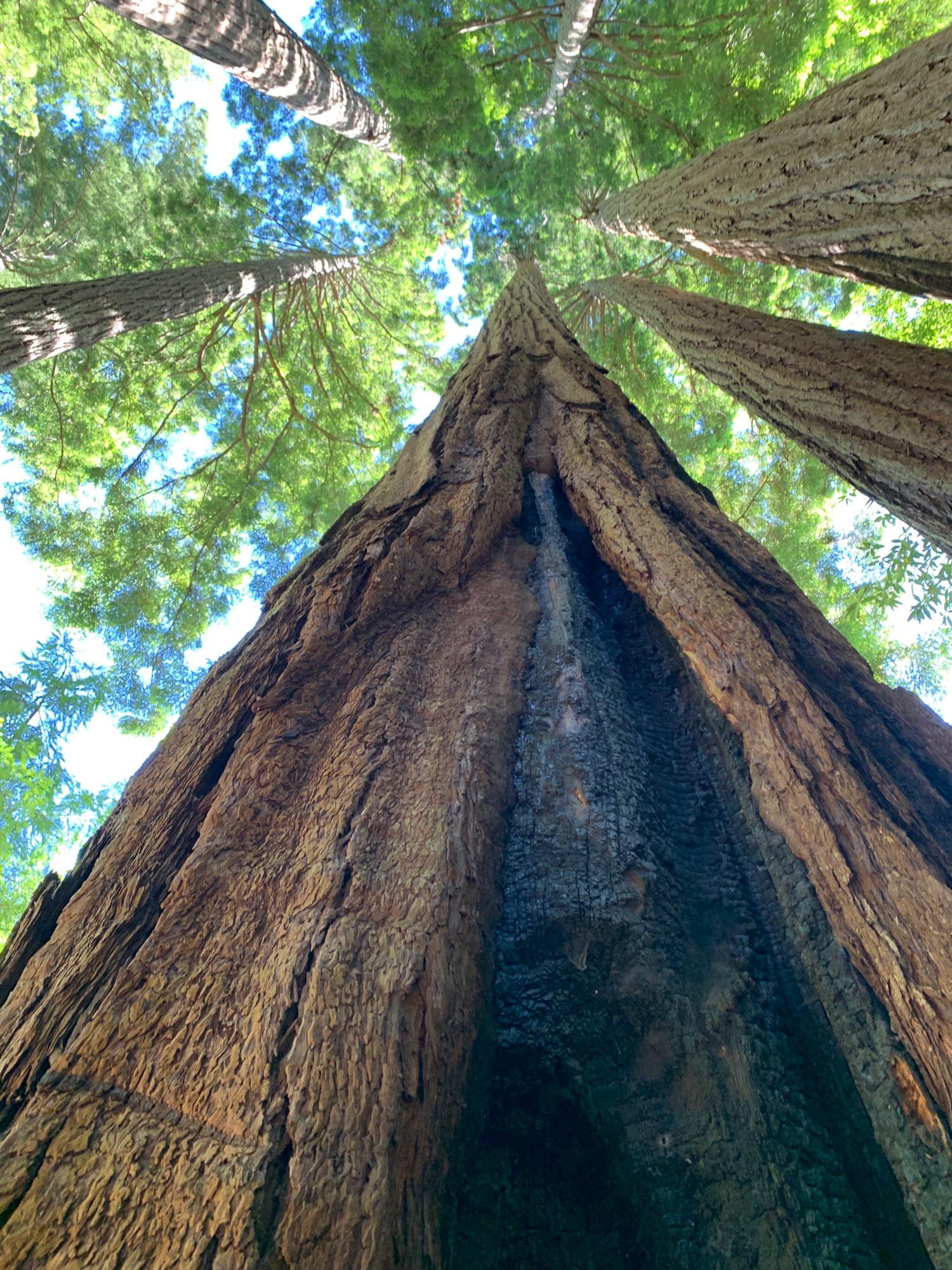 Cazadero Music Camp redwoods!