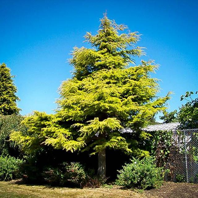 Golden Atlas Cedar (bonsai)