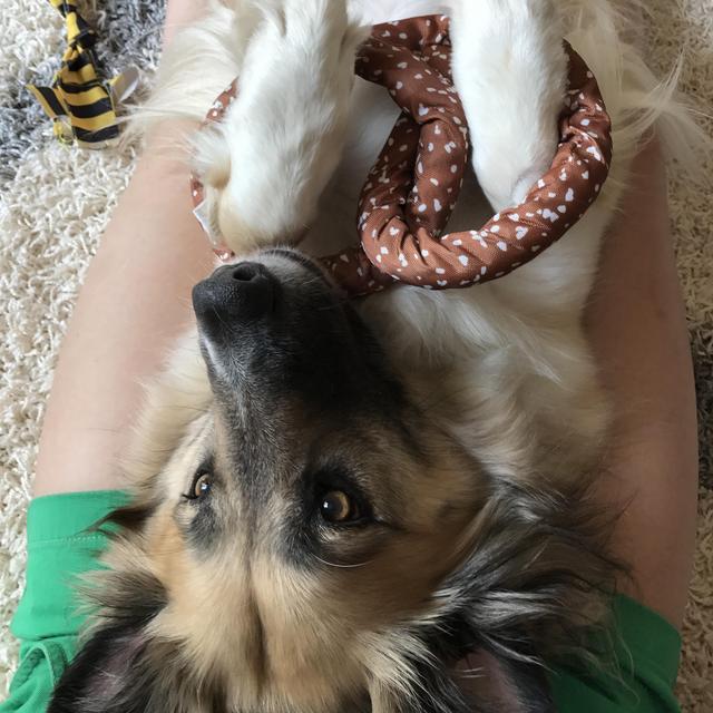 Gidget's Toy Fund