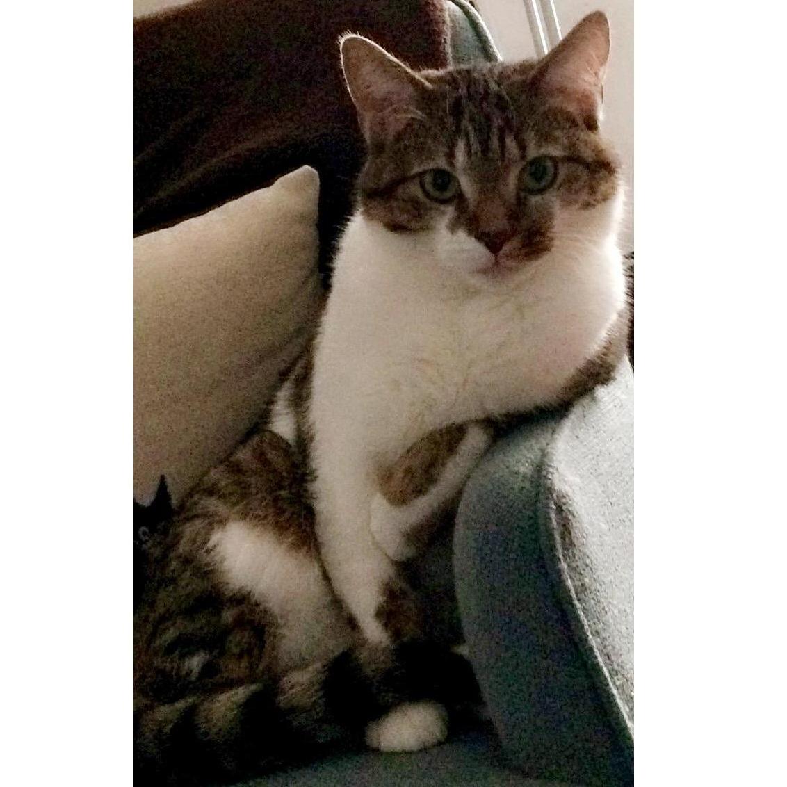 Bruno