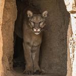 Arizona-Sonora Desert Museum