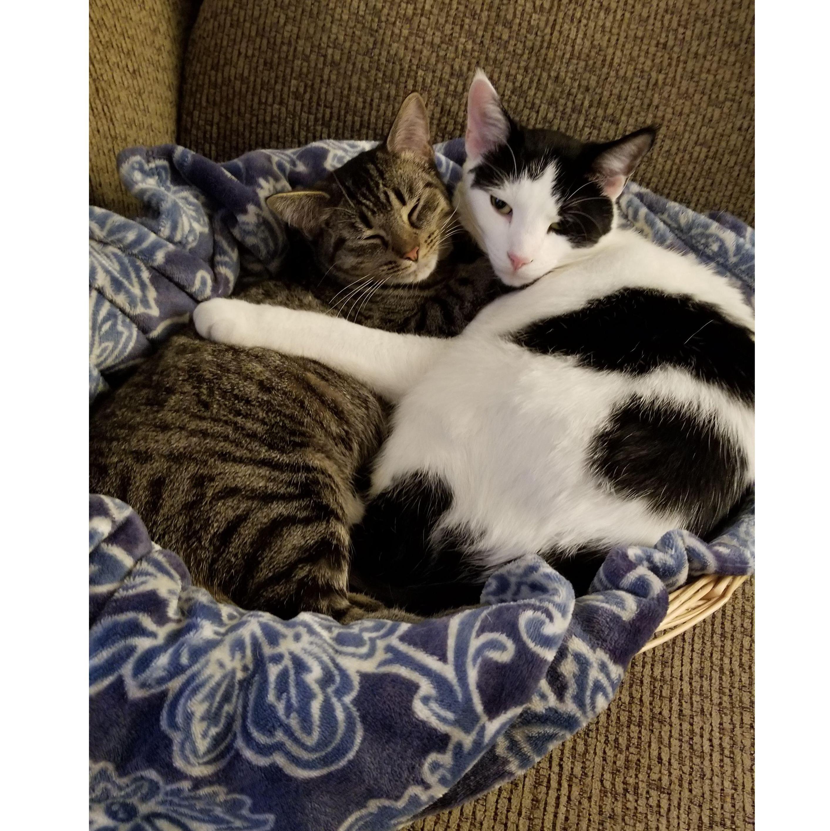 Our little basket cases