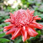 Botanical World Adventures